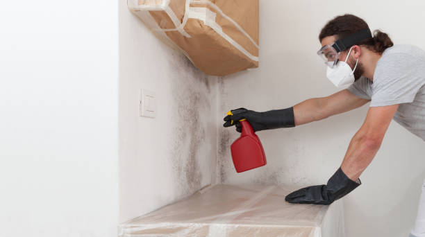 Professional Mold Cleanup technician working in Albertson, NY