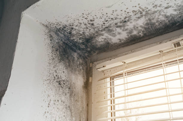 Affordable Mold Cleanup solutions in Albertson, NY